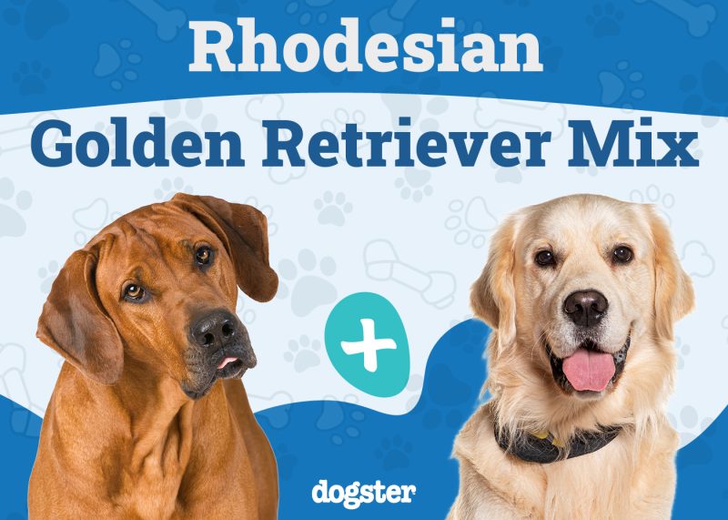 Rhodesian Golden Retriever Mix