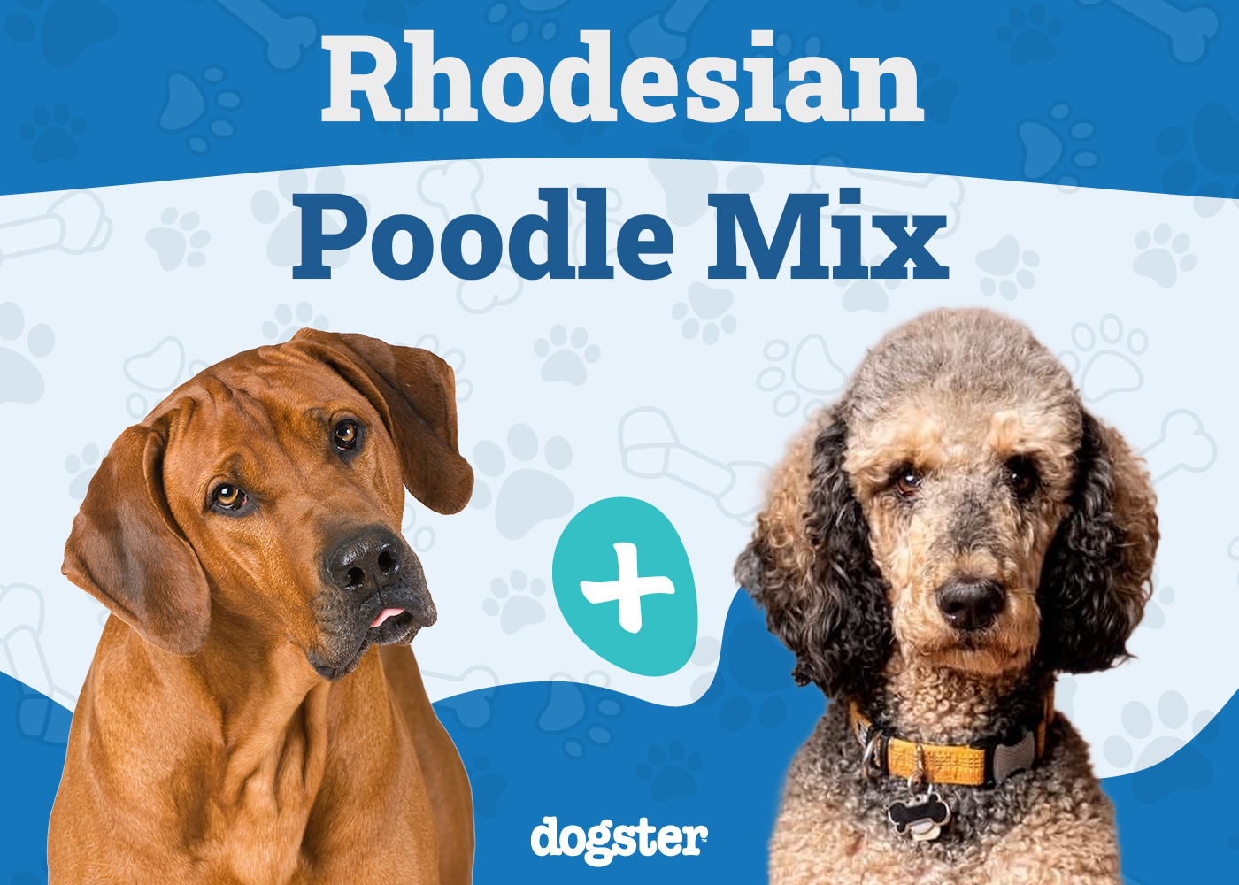 Rhodesian Poodle Mix
