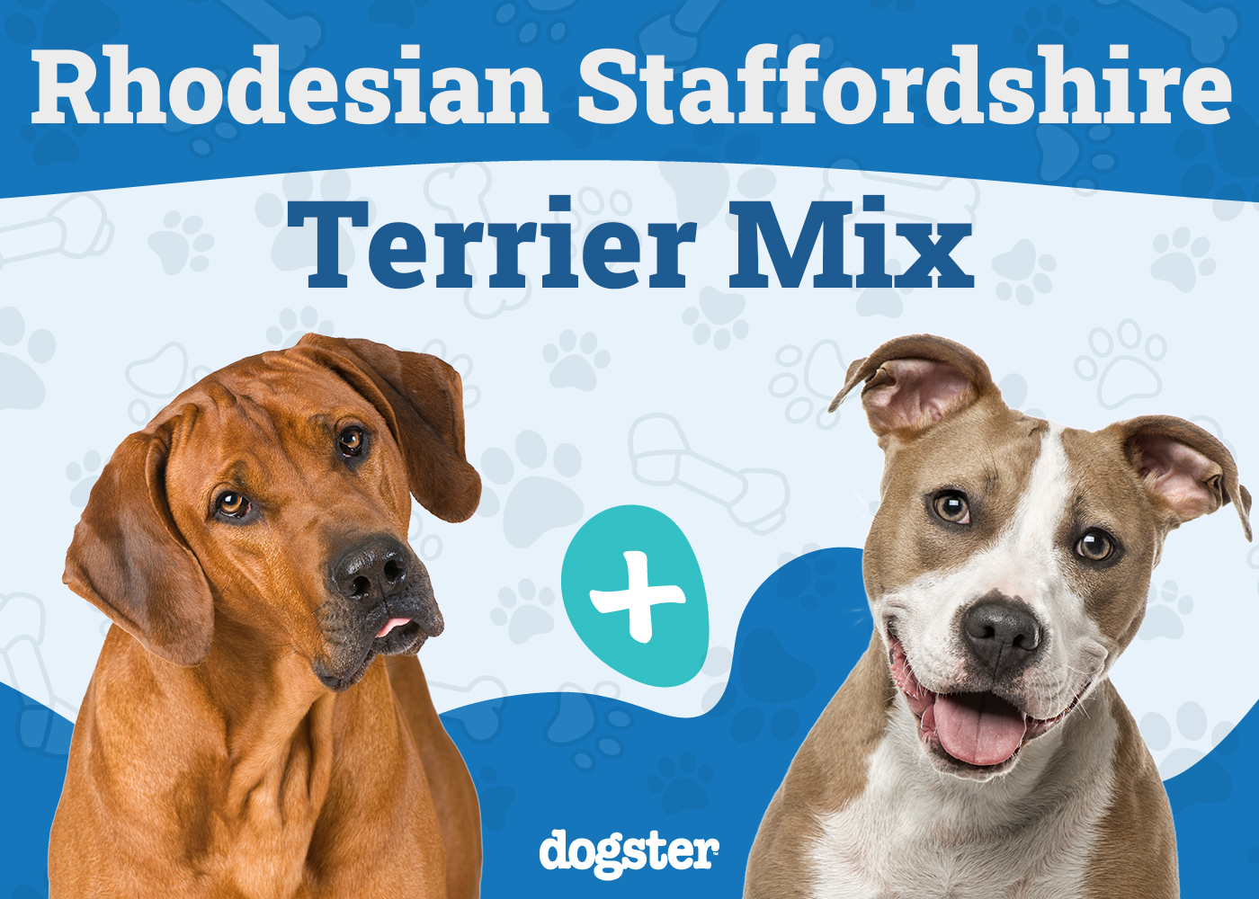 Rhodesian Staffordshire Terrier Mix