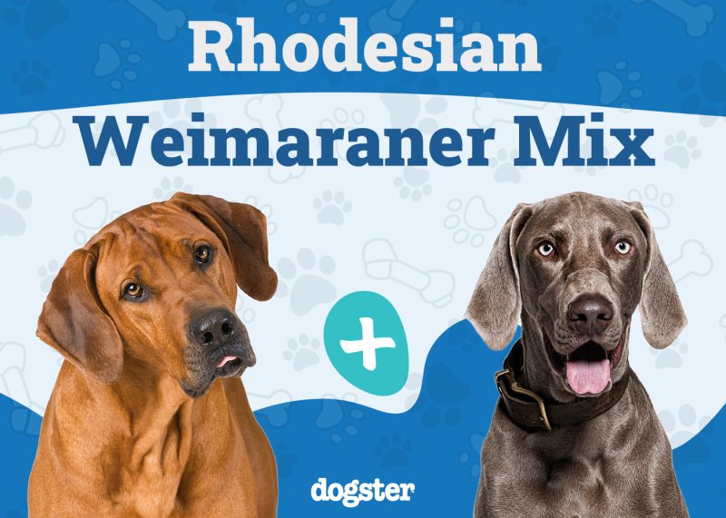 Rhodesian Weimaraner Mix