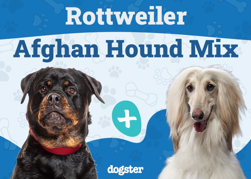 Rottaf - Rottweiler Afghan Hound Mix