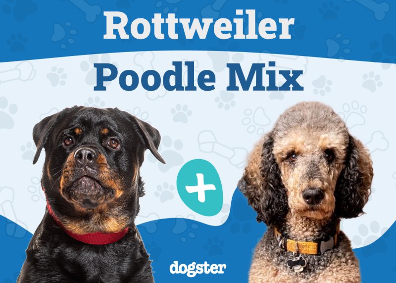 Rottle Dog - Rottweiler Poodle Mix