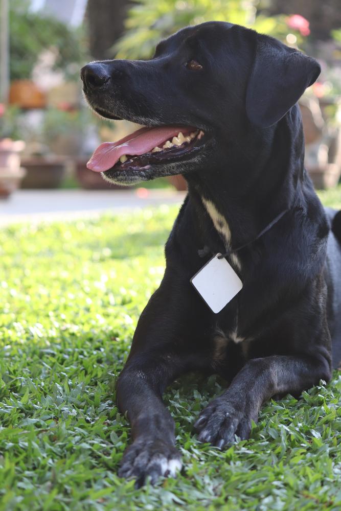 Rottmatian (Dalmatian and Rottweiler mix) sitting on grass