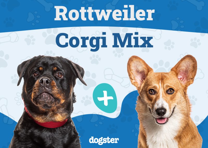 Rottweiler Corgi Mix