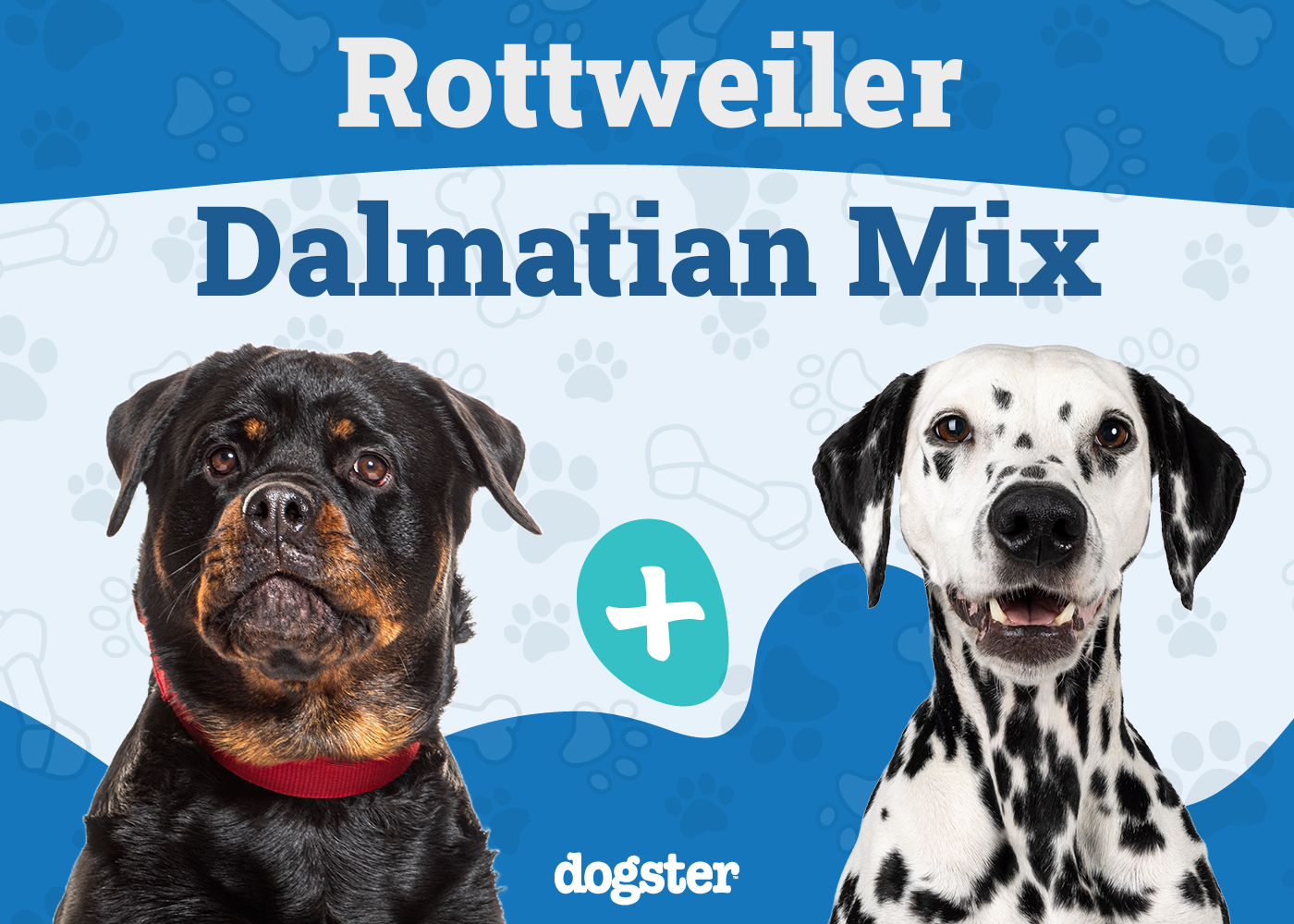 Rottweiler Dalmatian Mix