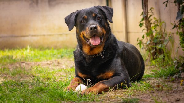 Rottweiler dog playing with ball