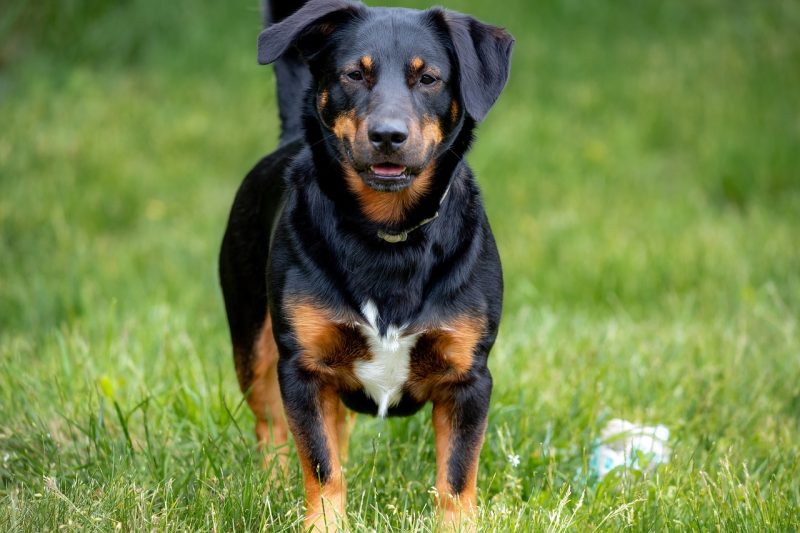 Rottweiler mixed breed dog on grass