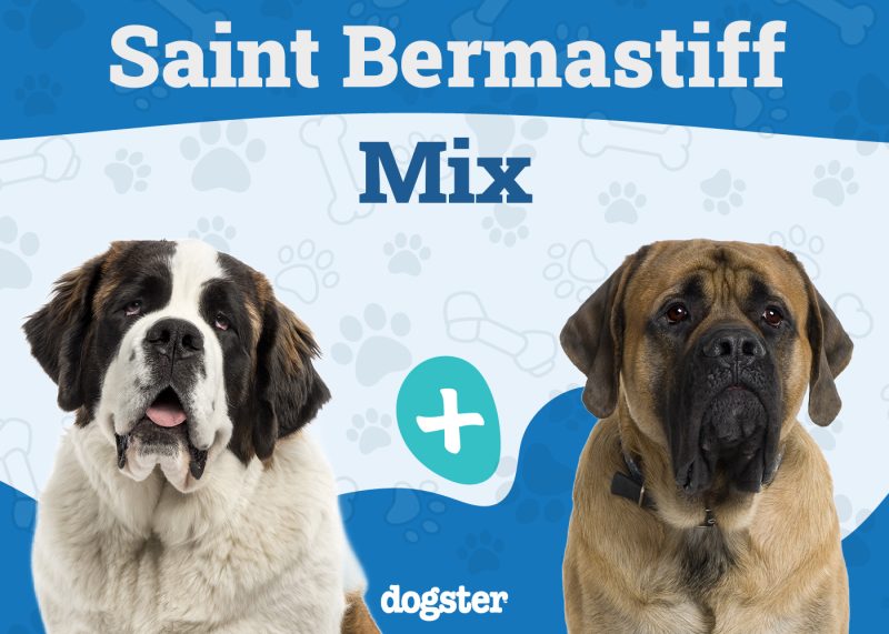 Saint Bermastiff Mix