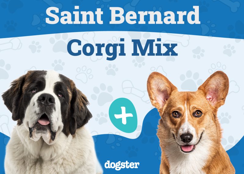 Saint Bernard Corgi Mix