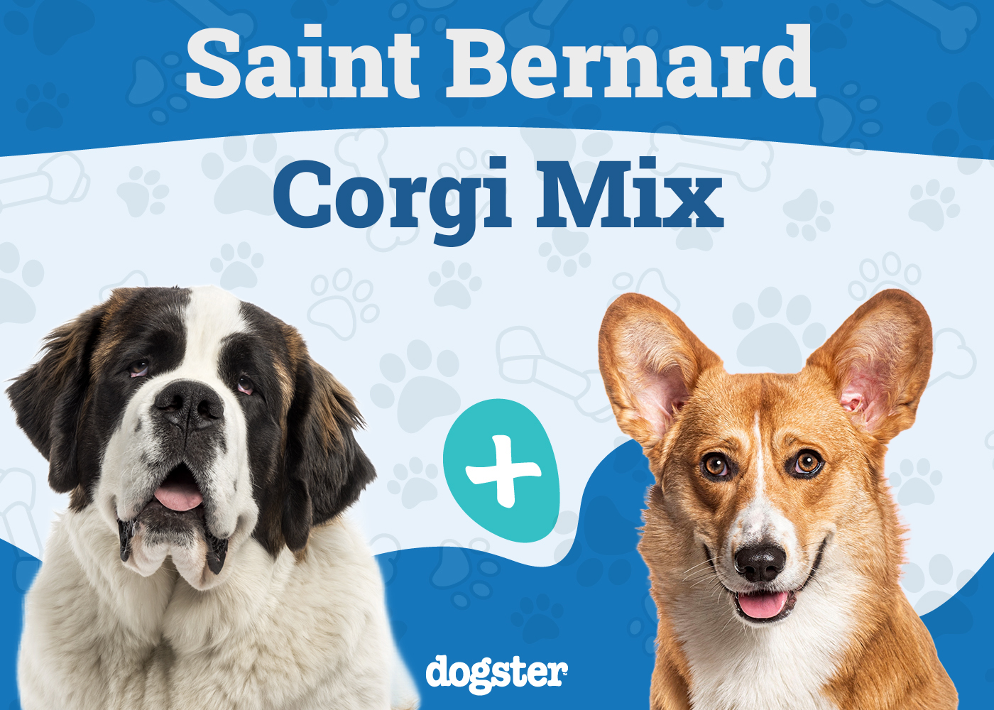 Saint Bernard Corgi Mix
