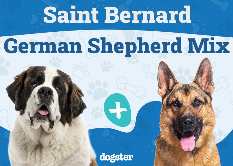 Saint Bernard German Shepherd Mix