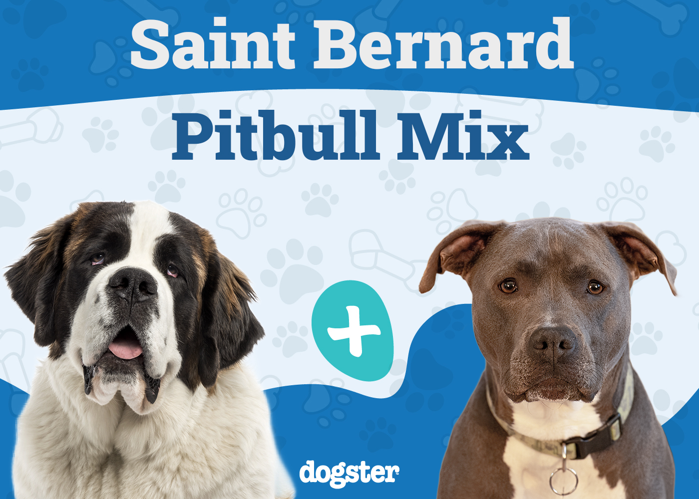 Saint Bernard Pitbull Mix