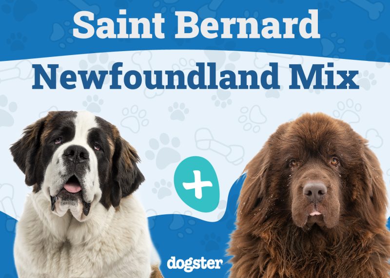 Saint Bernewfie - Saint Bernard Newfoundland Mix