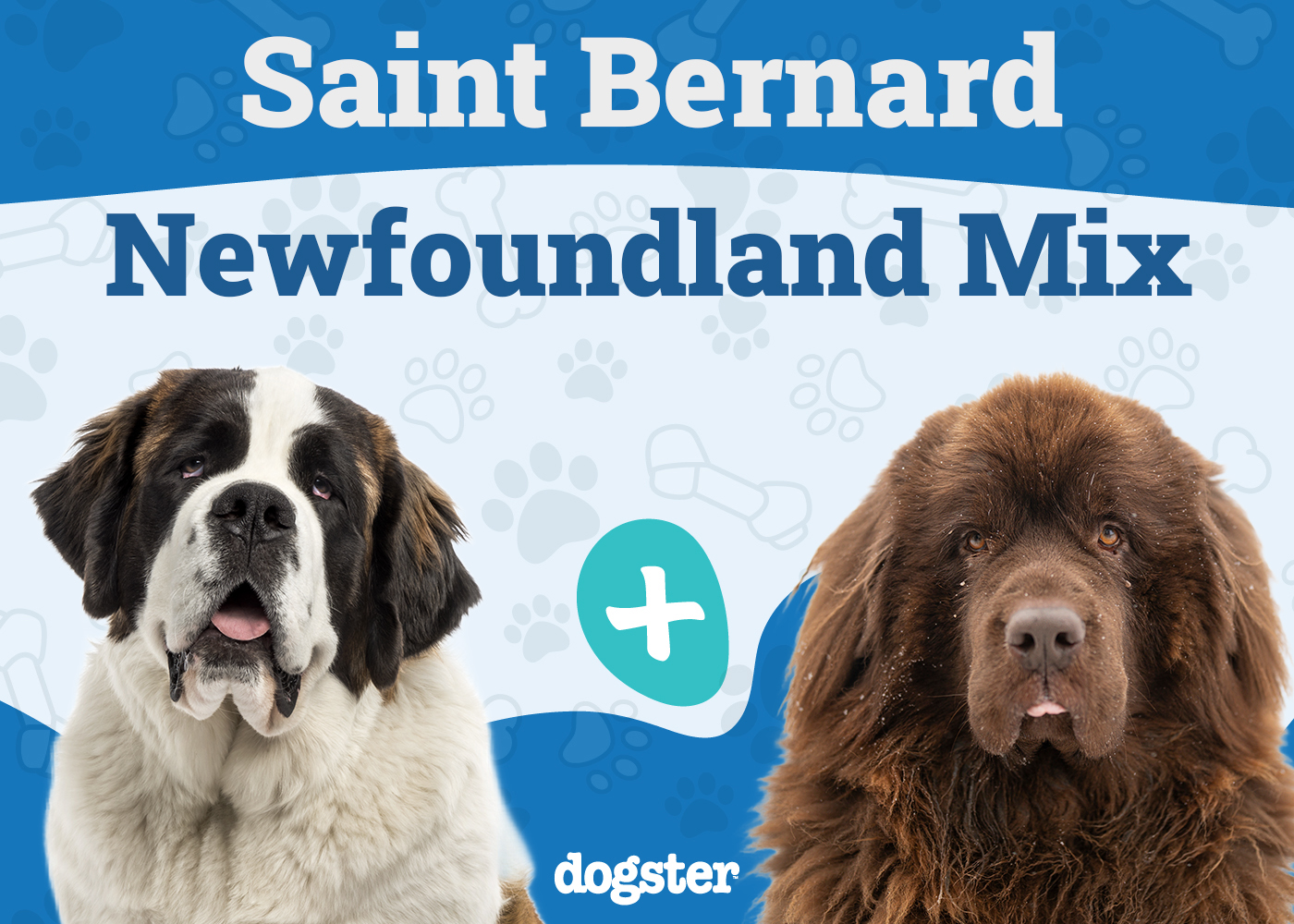 Saint Bernewfie - Saint Bernard Newfoundland Mix