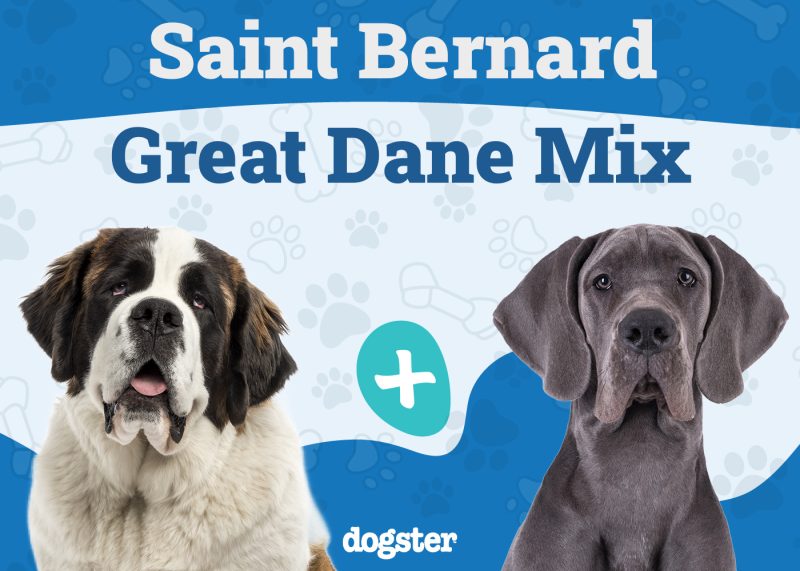 Saint Dane - Saint Bernard Great Dane Mix
