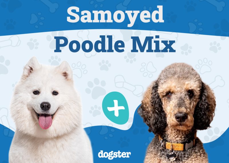 Sammypoo - Samoyed Poodle Mix