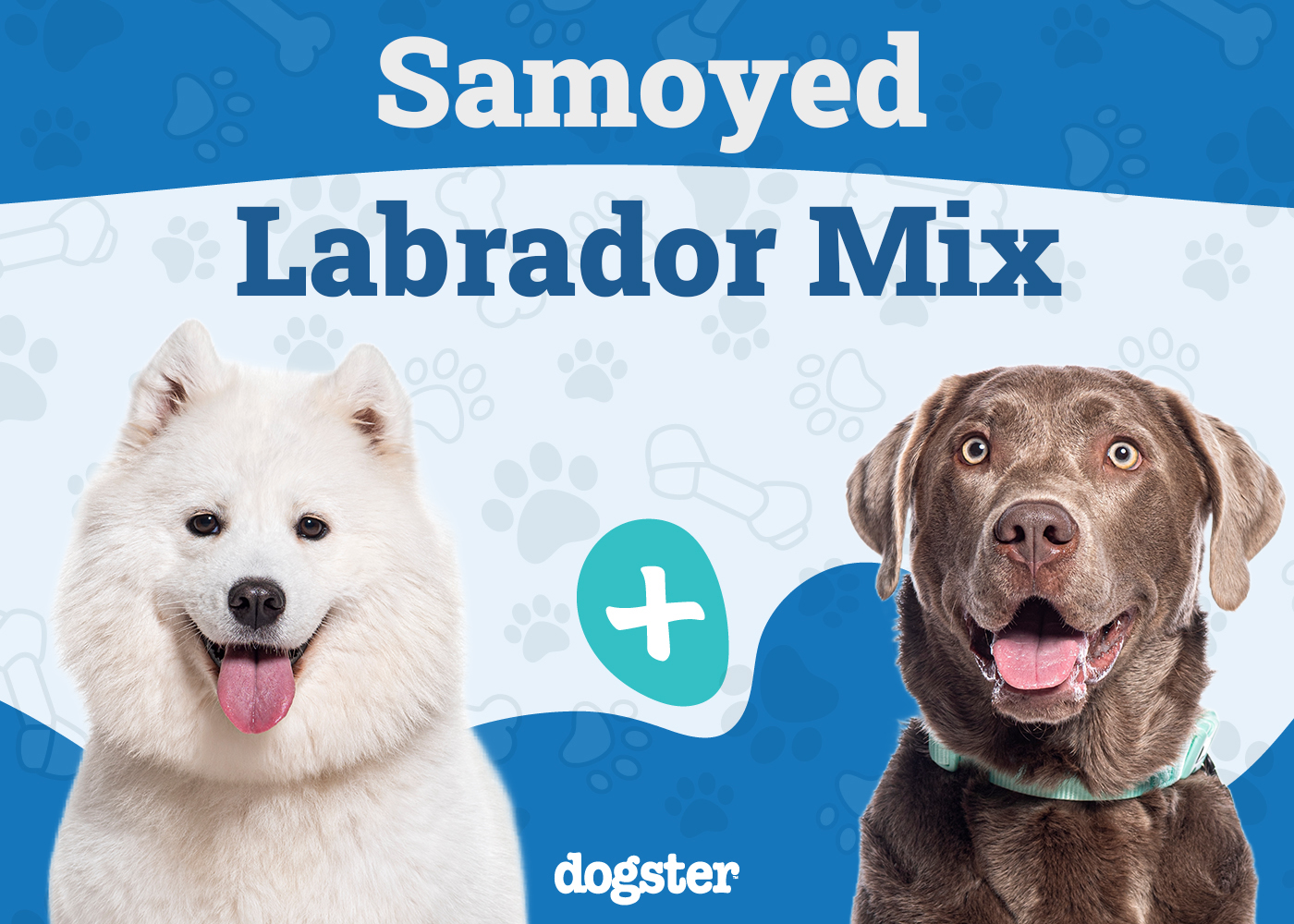 Samoyed Lab Mix