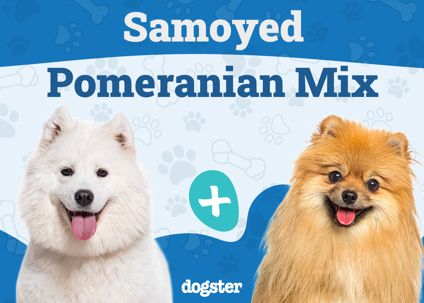 Samoyed Pomeranian Mix