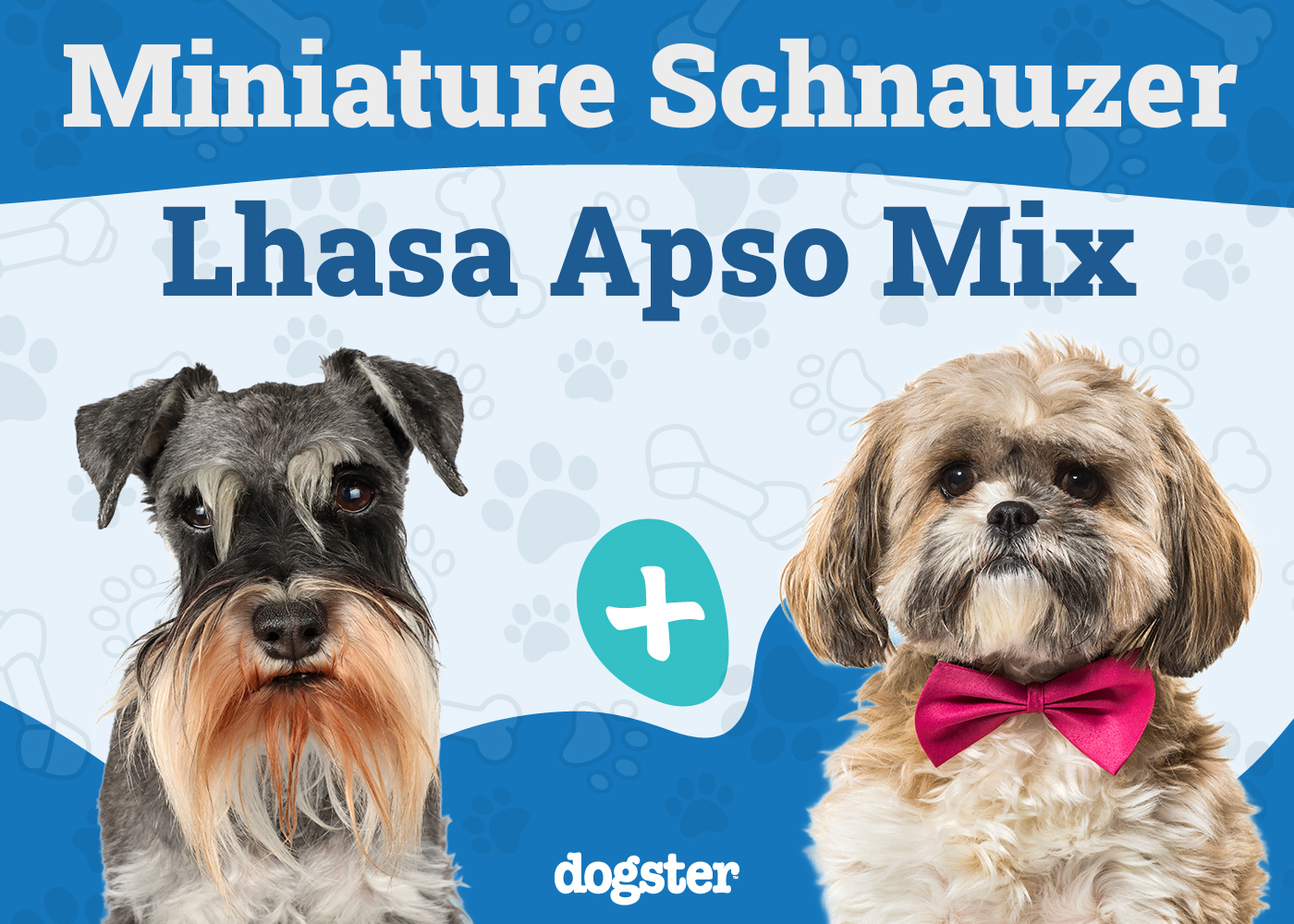 Schapso - Miniature Schnauzer Lhasa Apso Mix