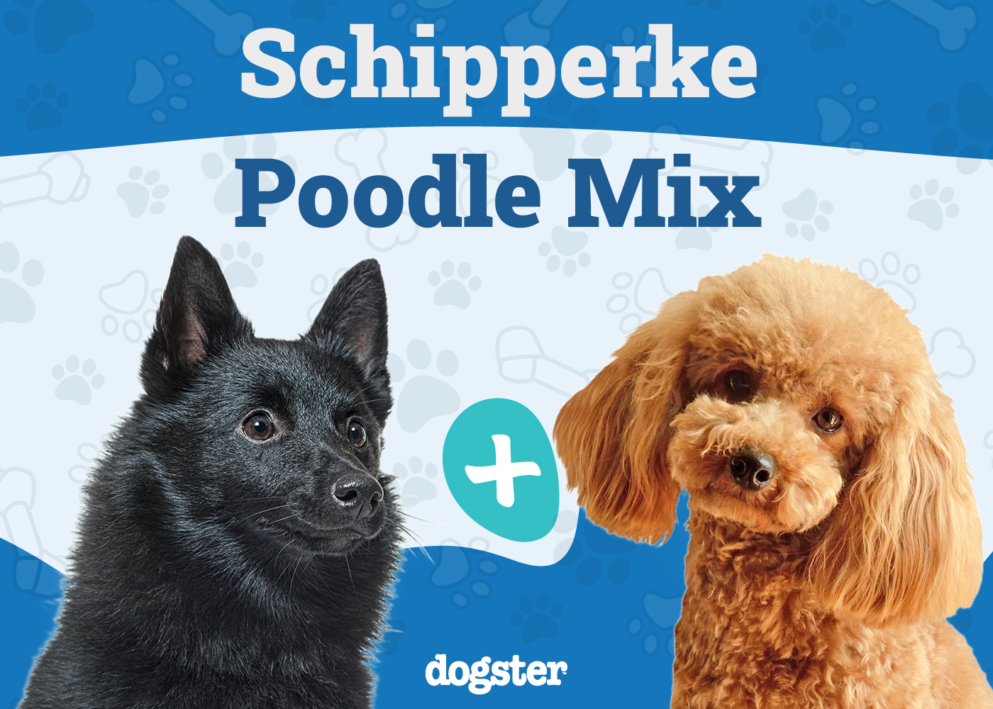 Schipper Poo Mix