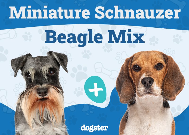 Schneagle - Miniature Schnauzer Beagle Mix
