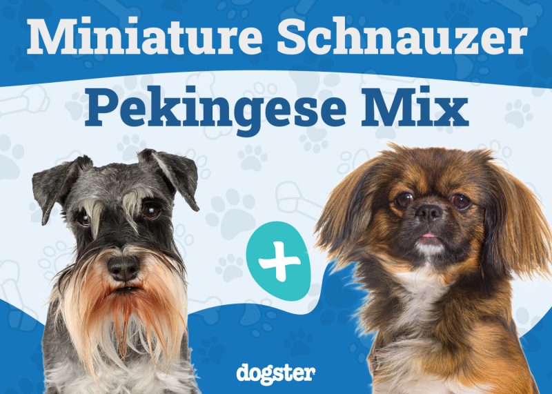 Schnekingese - Miniature Schnauzer Pekingese Mix