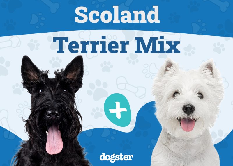 Scoland Terrier - Scottish Terrier Westie Mix