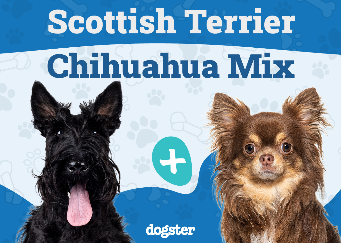 Scotchi - Scottish Terrier Chihuahua Mix