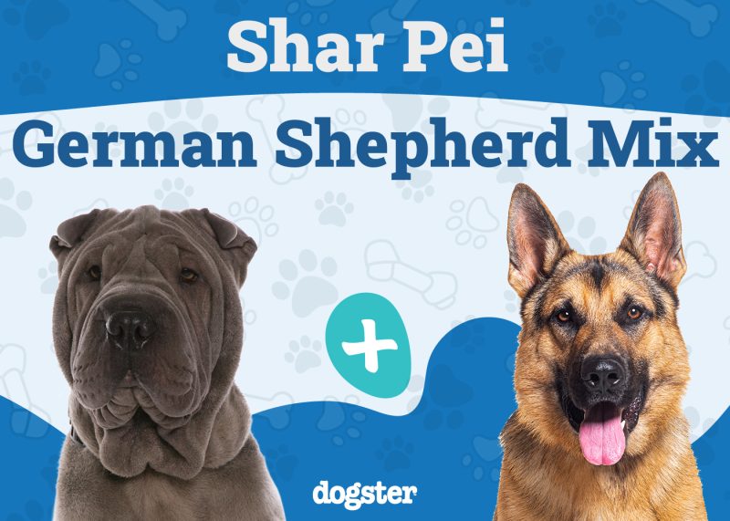 Shar Pei German Shepherd Mix