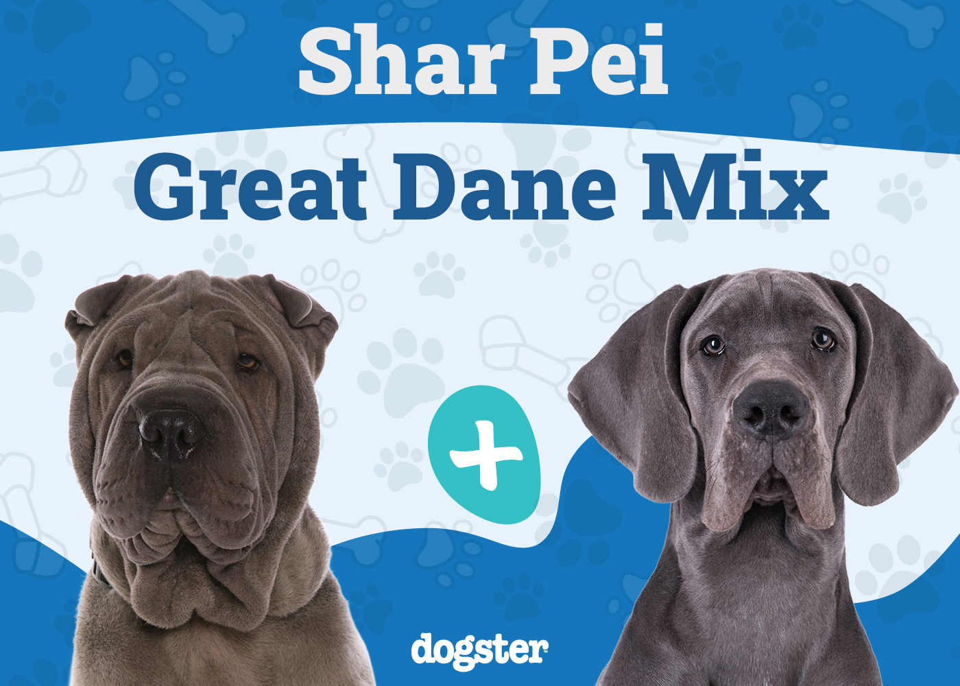 Shar Pei Great Dane Mix
