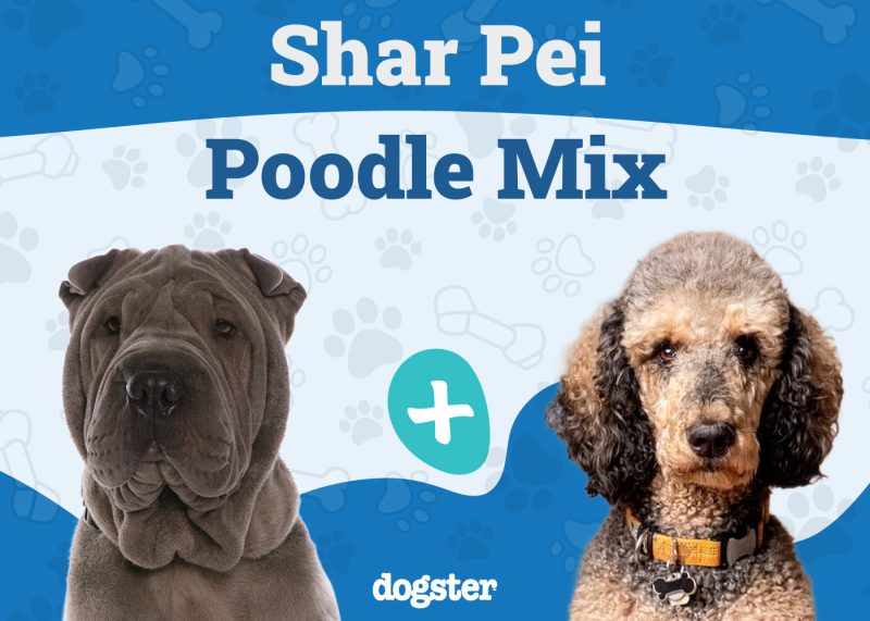 Shar Poo - Shar Pei Poodle Mix