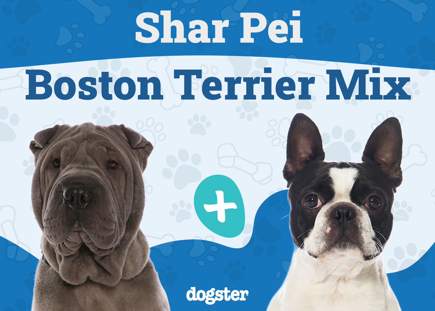Sharbo - Shar Pei Boston Terrier Mix