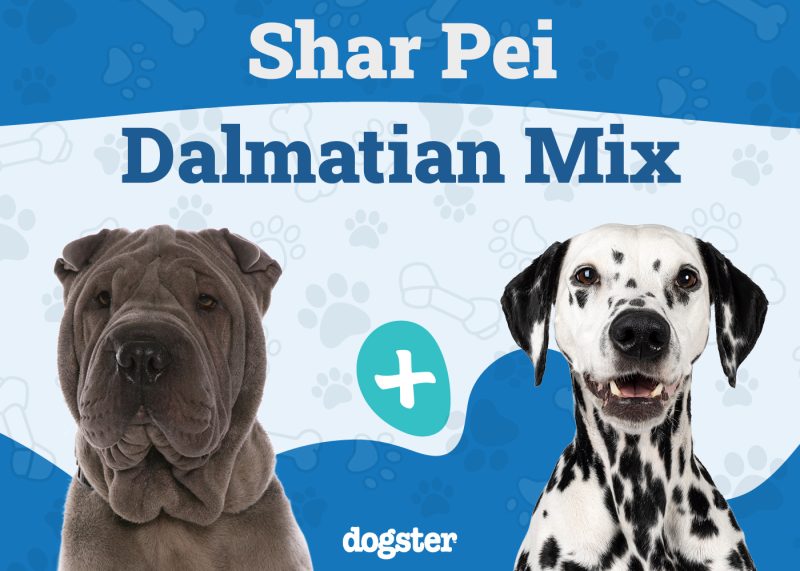 Sharmatian - Shar Pei Dalmatian Mix