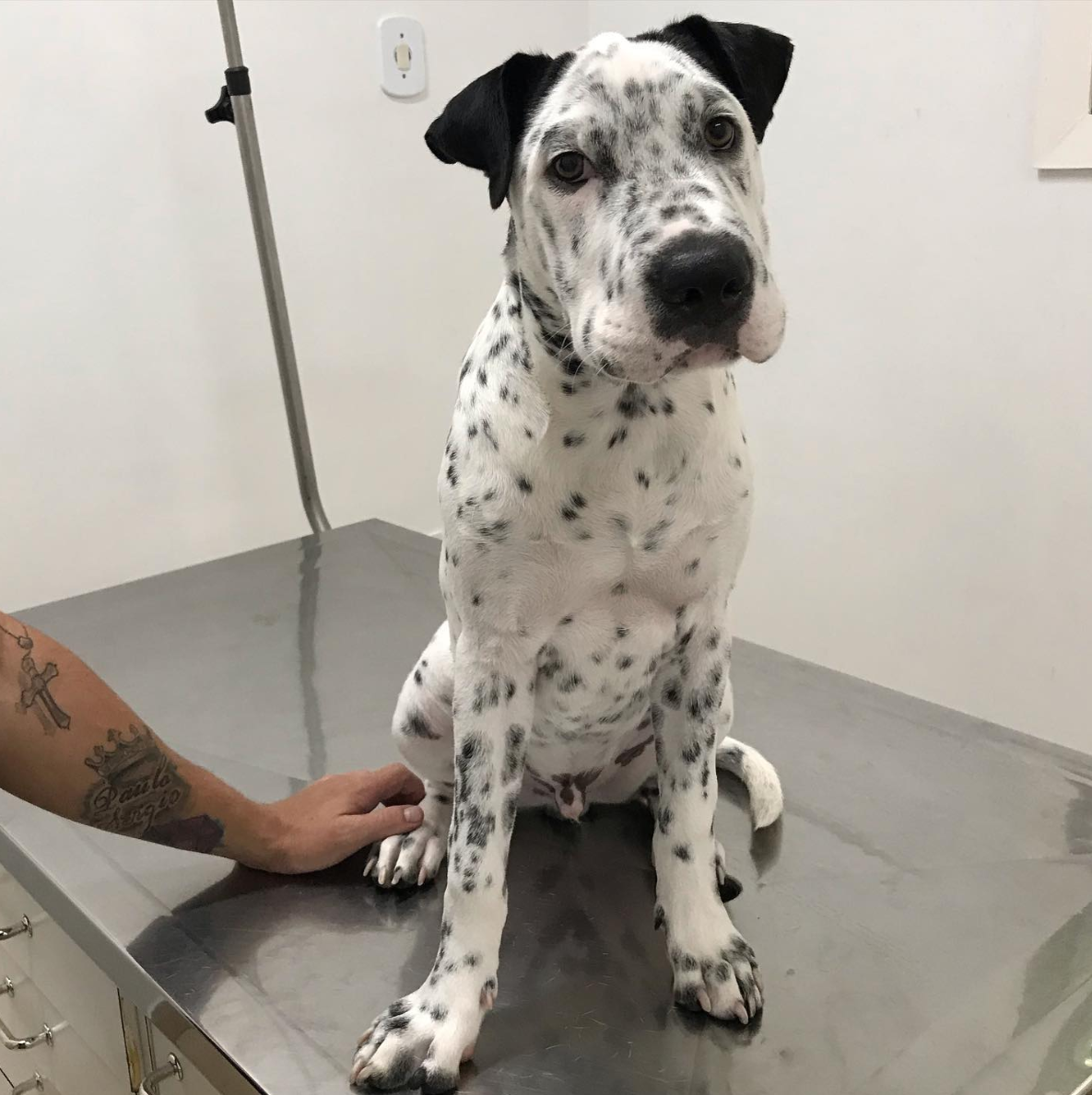 Sharmatian sitting on a vet table