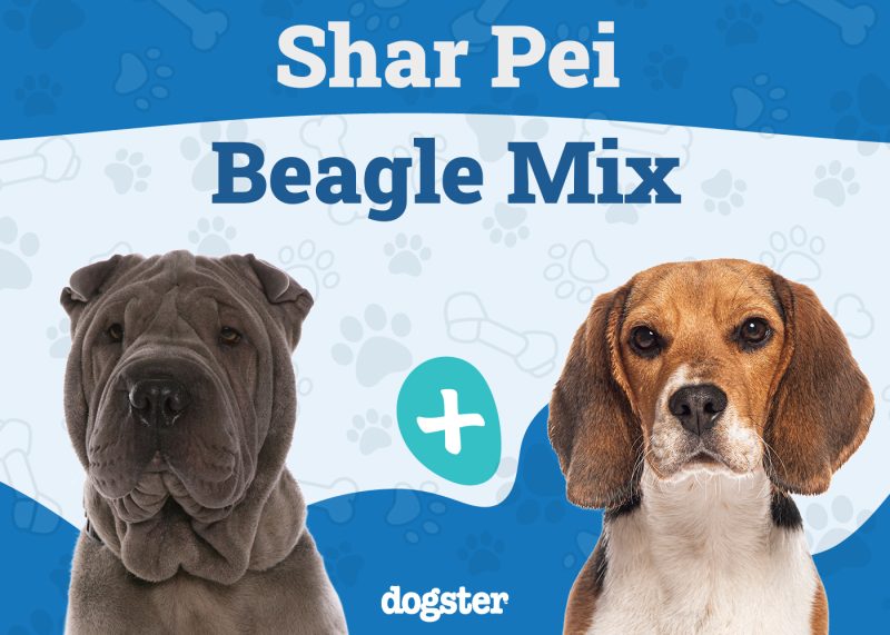 Sharp Eagle - Shar Pei Beagle Mix