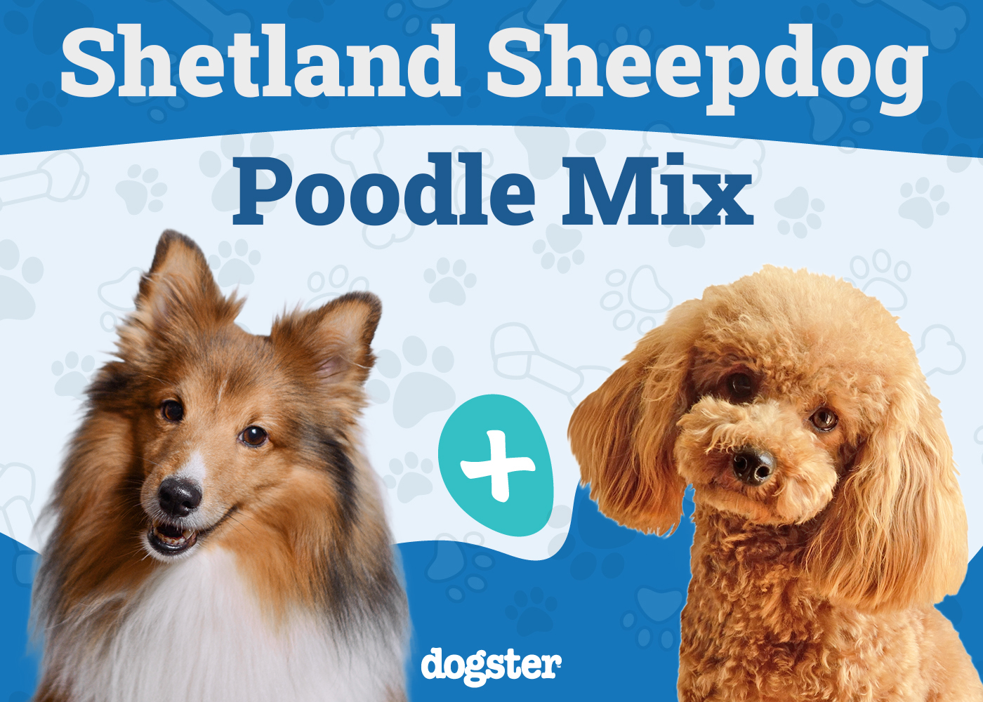 Sheltidoodle - Shetland Sheepdog Poodle Mix