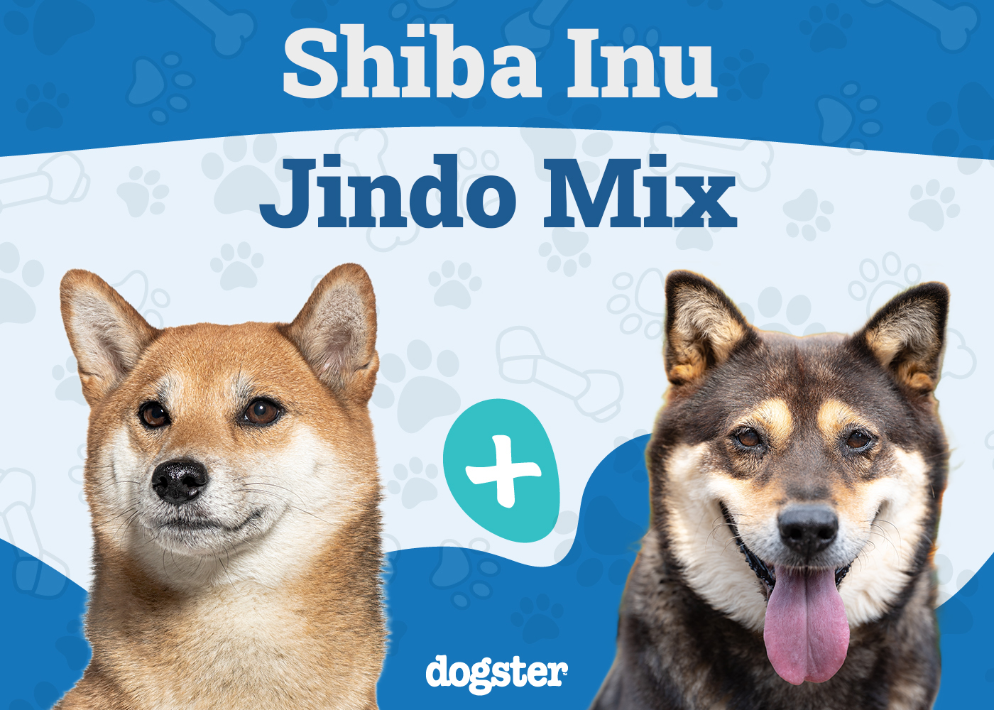 Shiba Jindo Mix