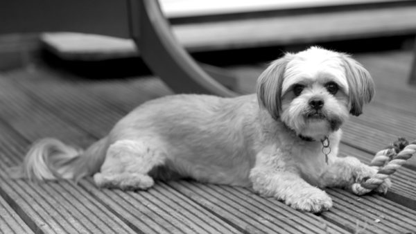 Shichi dog