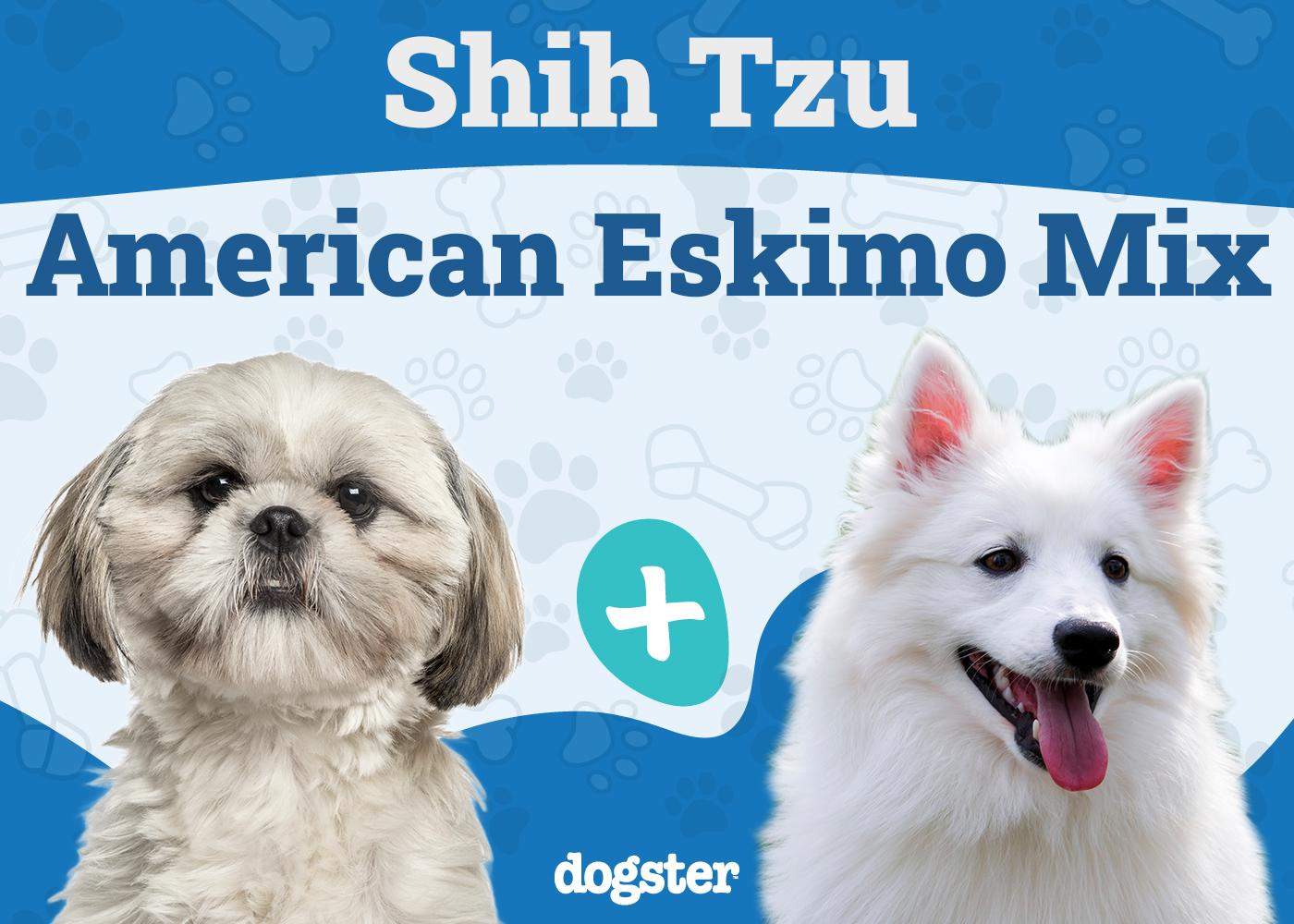 Shih Mo - Shih Tzu American Eskimo Mix