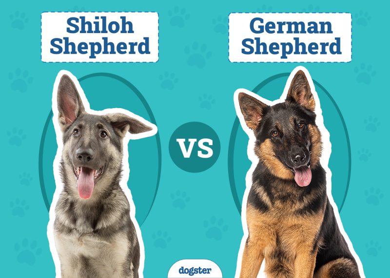 Shiloh Shepherd vs German Shepherd