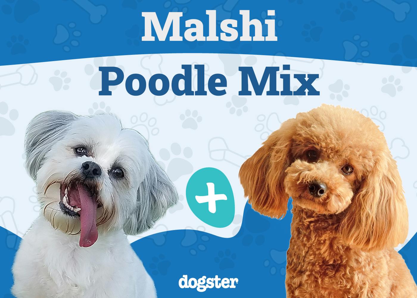 Shmoodle - Malshi Toy Poodle Mix