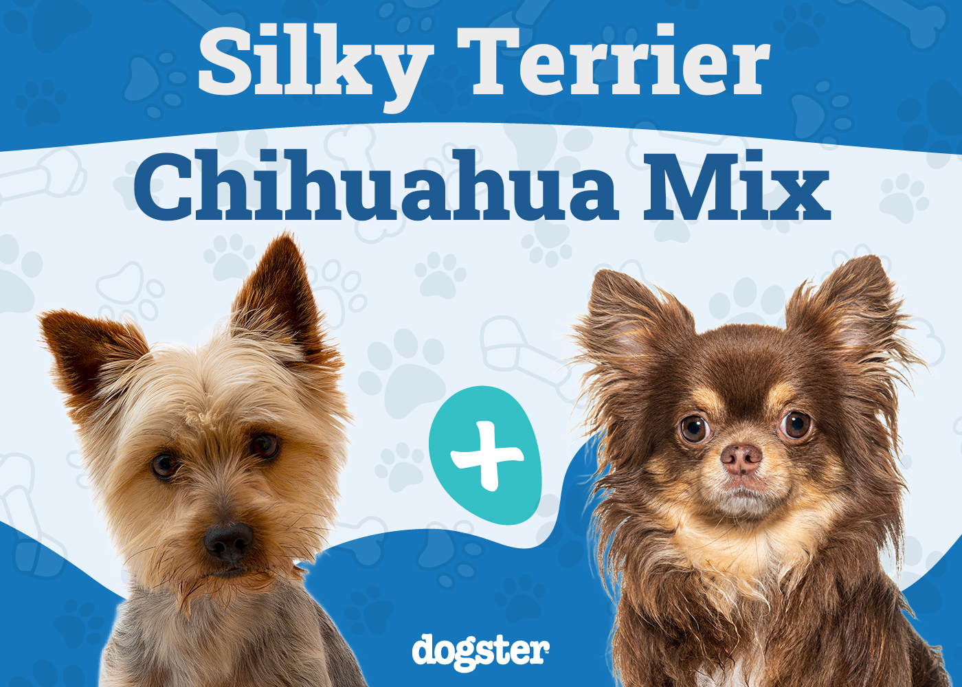 Silkyhuahua - Silky Terrier Chihuahua Mix