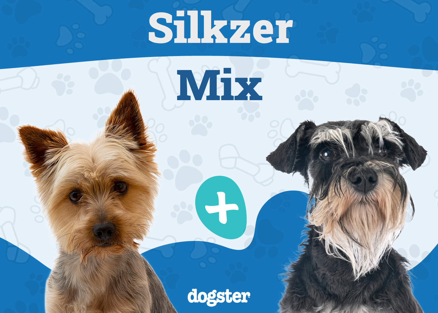 Silkzer - Silky Terrier Miniature Schnauzer Mix