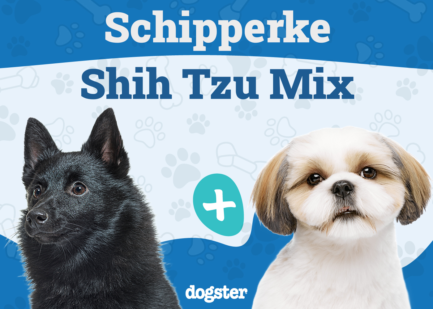 Skip-shzu - Schipperke Shih Tzu Mix