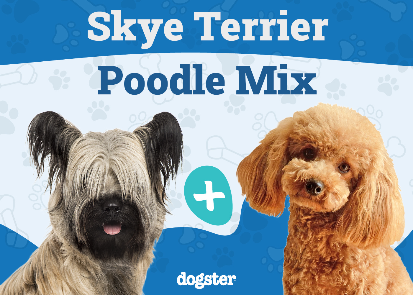 Skypoo - Skye Terrier Poodle Mix