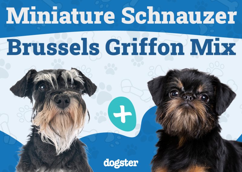 Sniffon - Miniature Schnauzer Brussels Griffon Mix