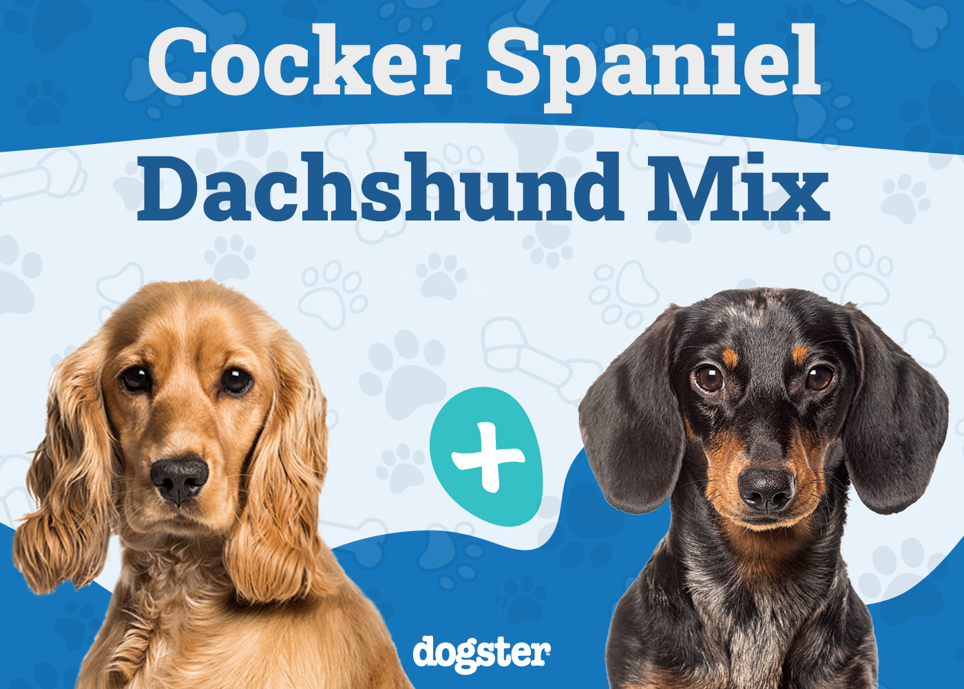 Spaniel Doxie Mix