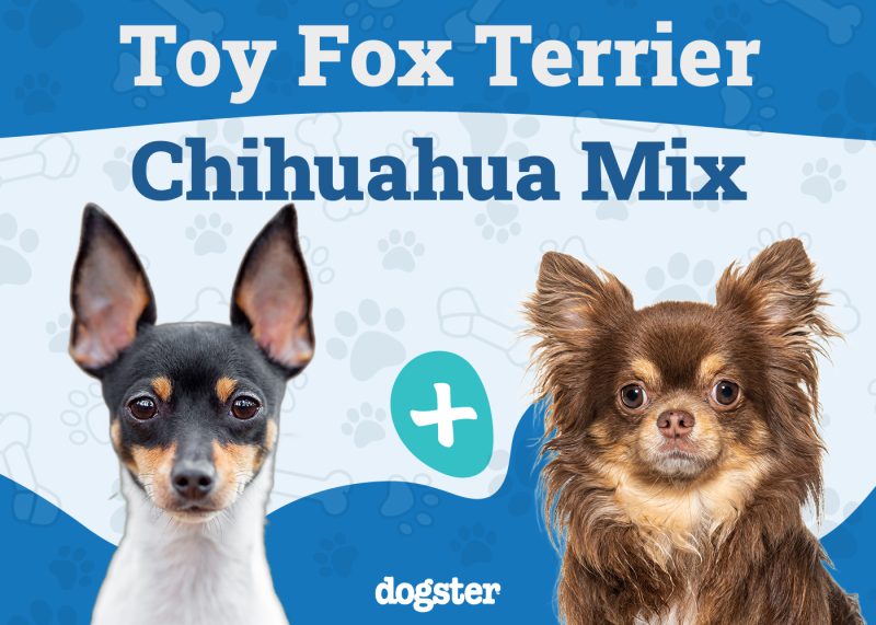 Taco Terrier - Toy Fox Terrier Chihuahua Mix