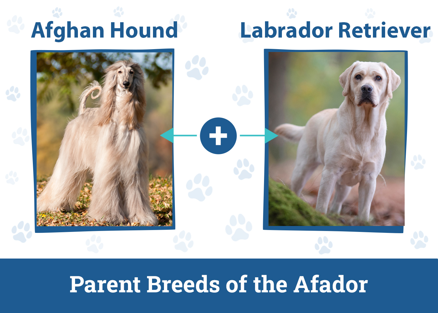 The Parent Breed of Afador