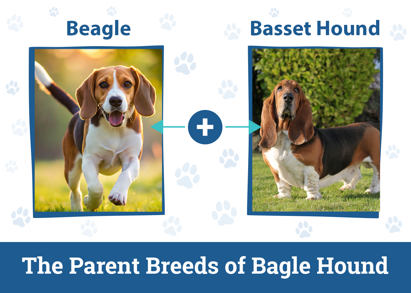 The Parent Breeds of Bagle Hound